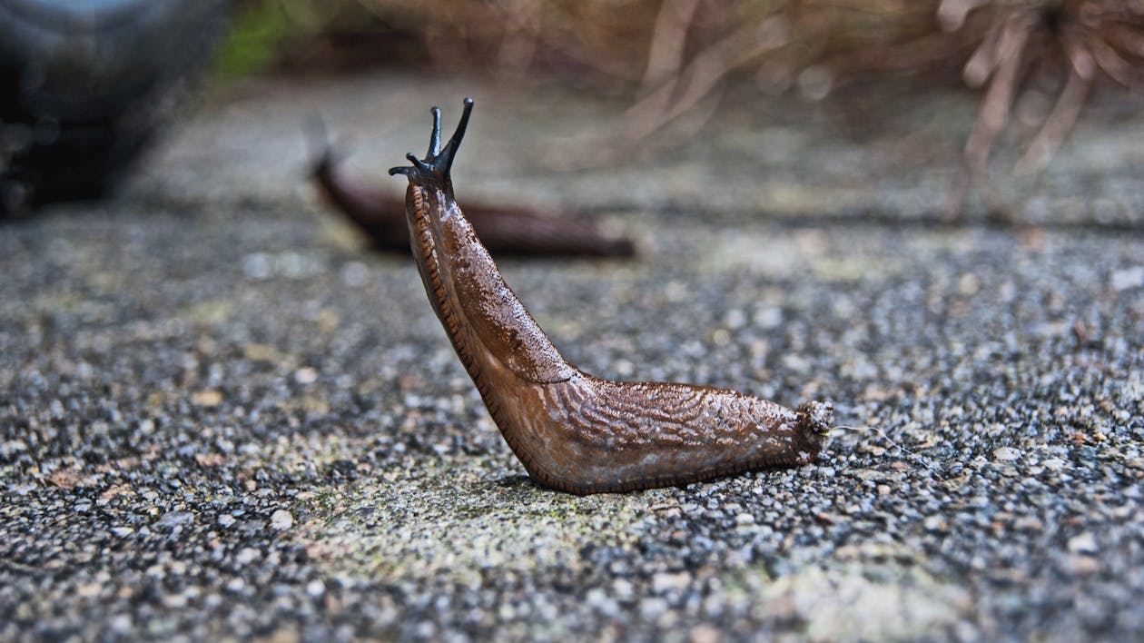 slug nature snail mollusc 158158